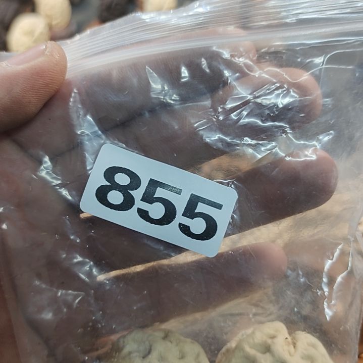 文玩核桃吊坠?****?文玩核桃