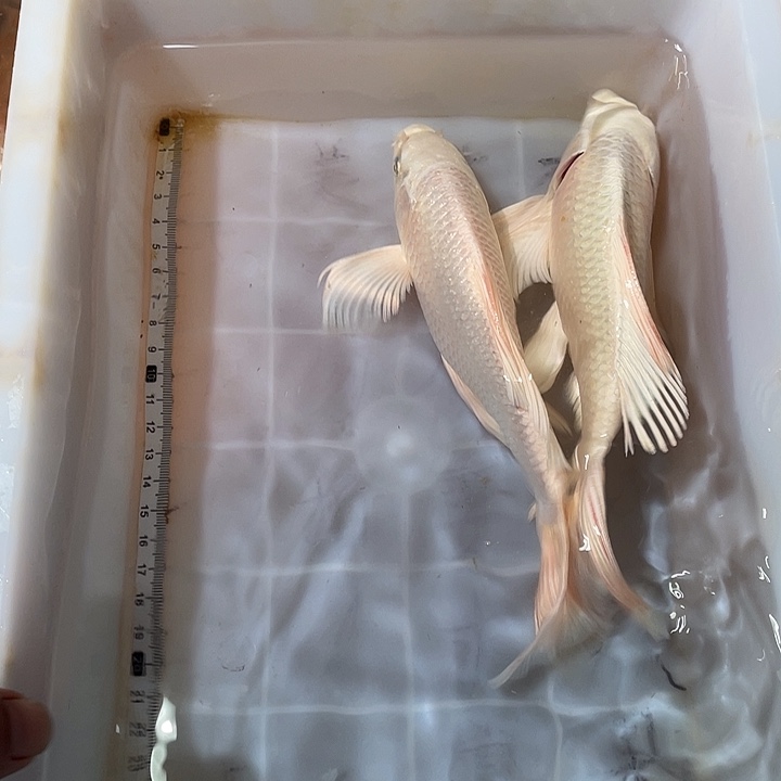 蝴蝶鲤鱼渔场直发65