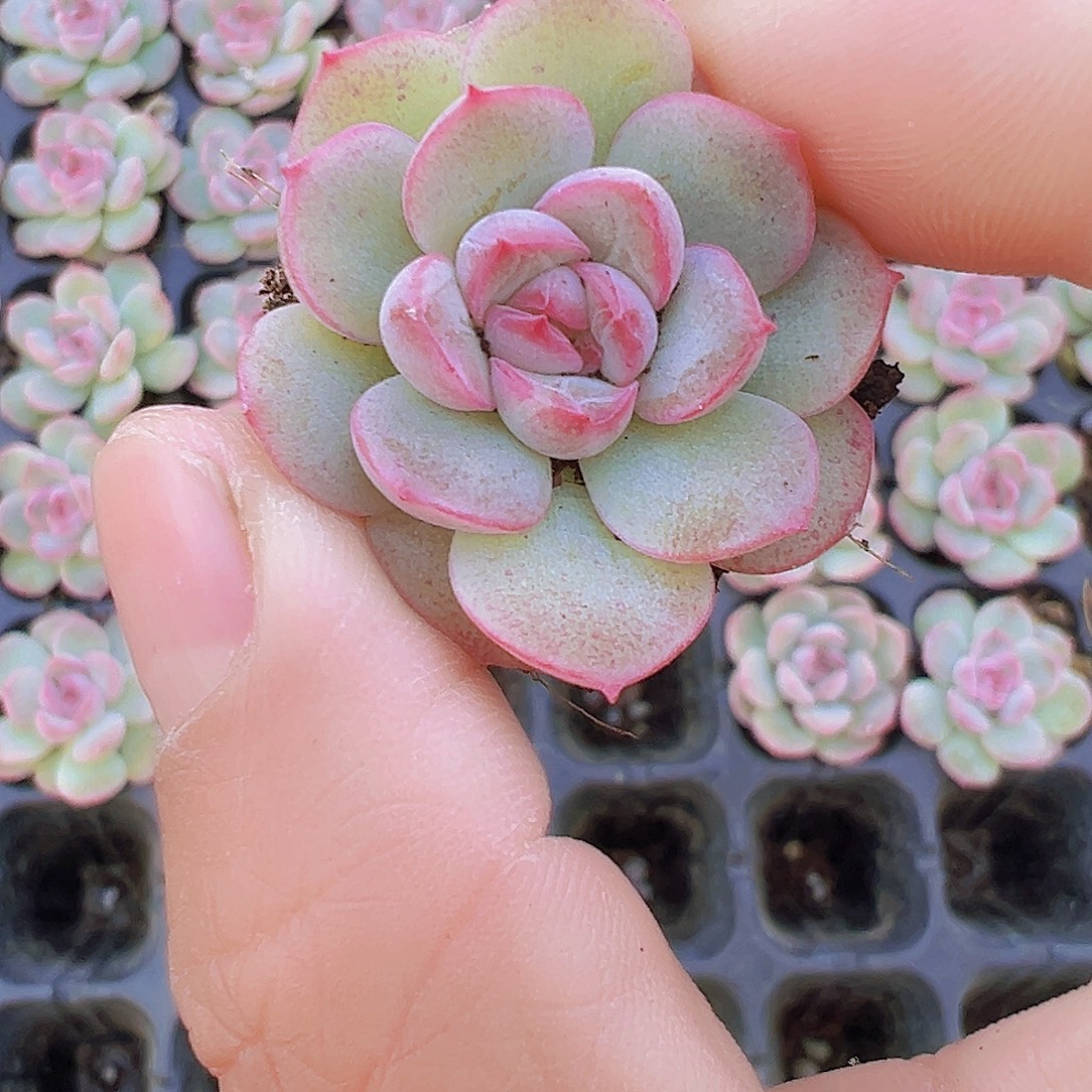琴心苗3颗19包邮多肉植物