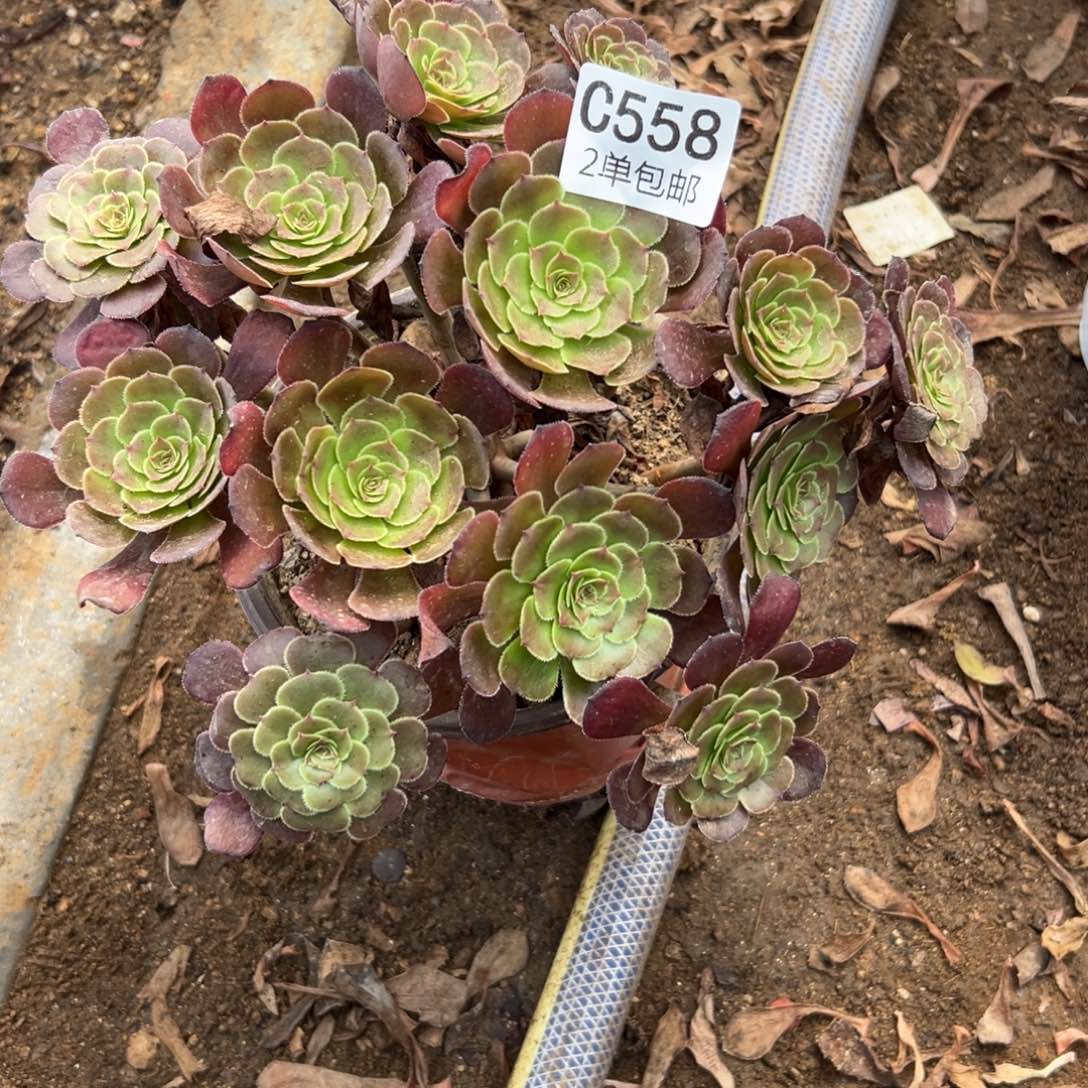 558多肉  萝莉 不包断头