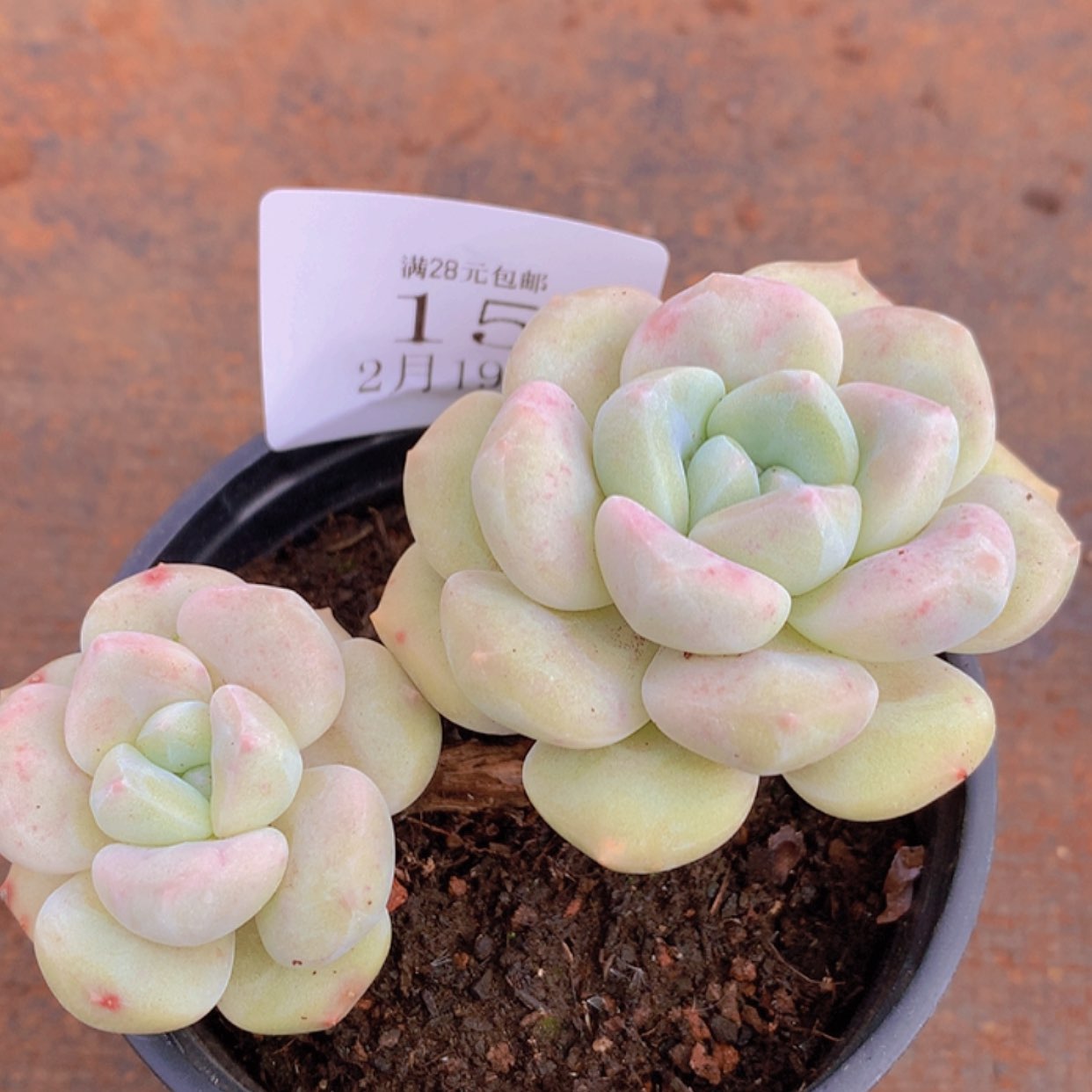 【闪购商品】云15号冰橙