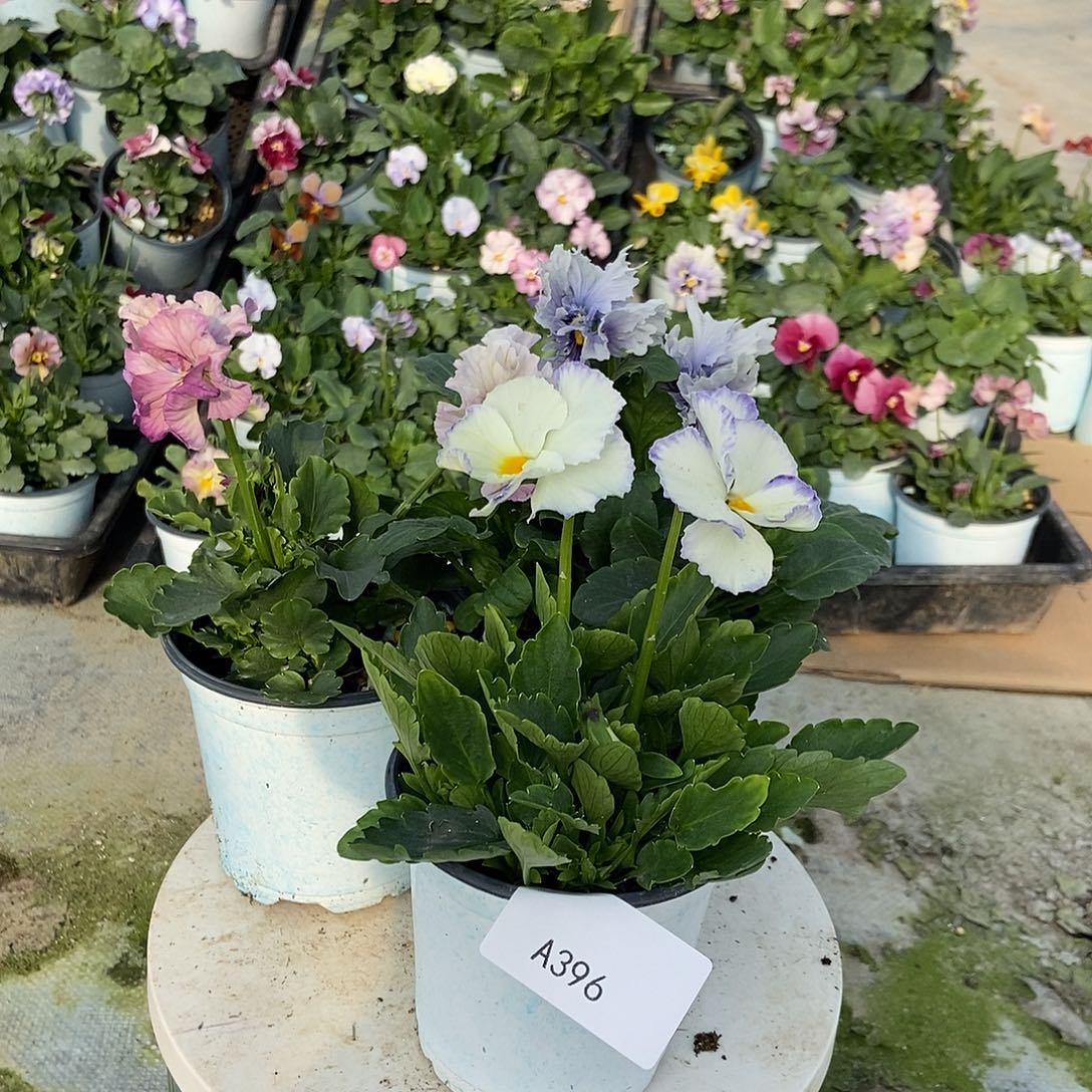 大部分花苞少量开放