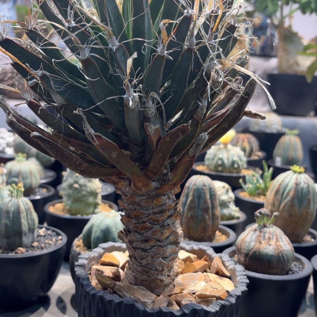 当前无花朵，栽培后可花朵老光山