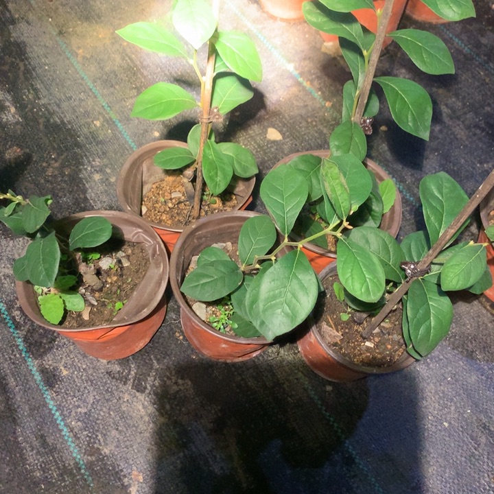 完全开放金玉满堂嫁接苗32.8