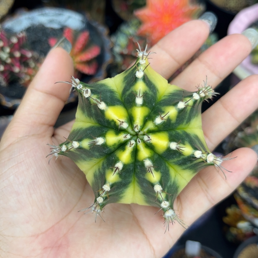 泰系米哈锦，实生裸根