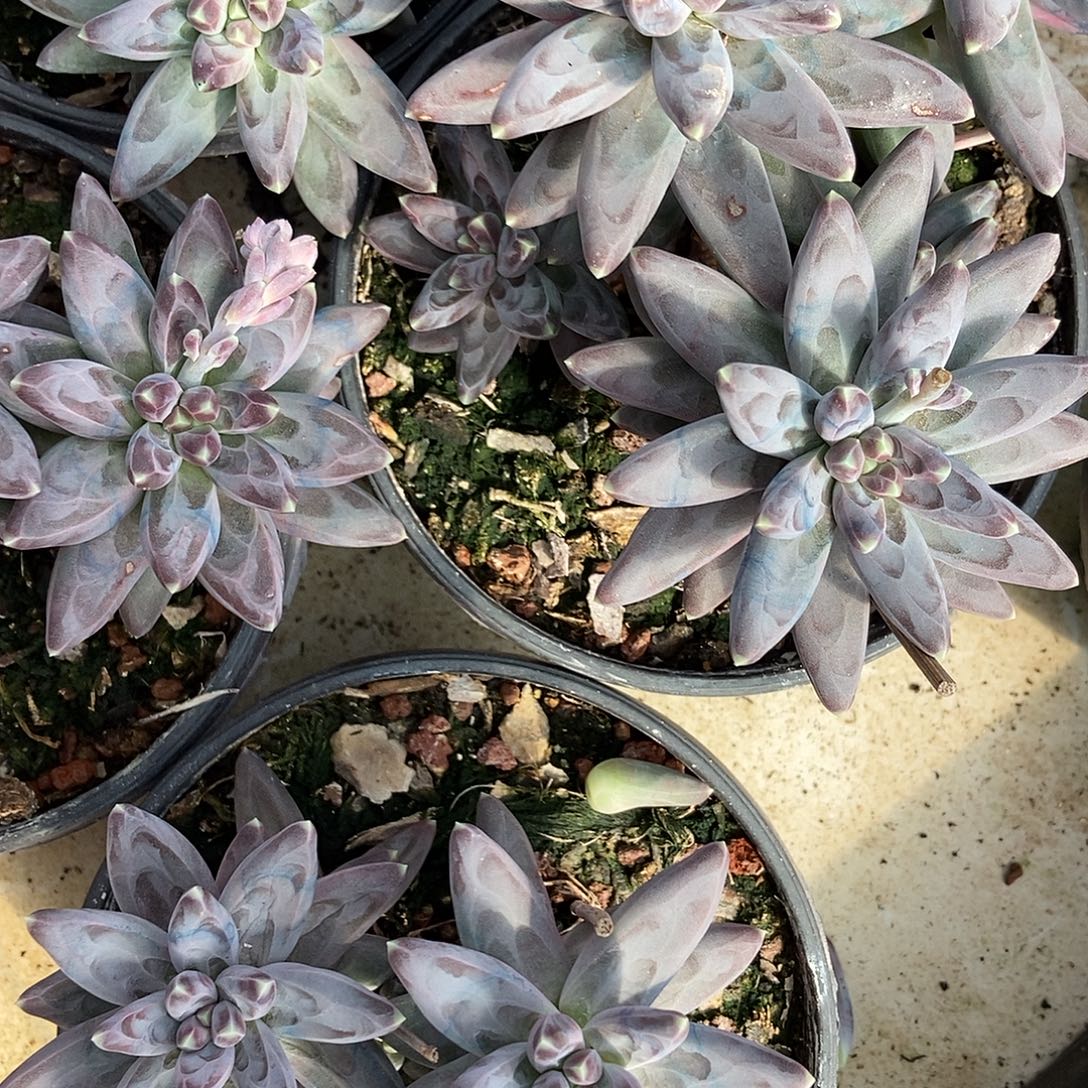 凤羽多头3头随机发货