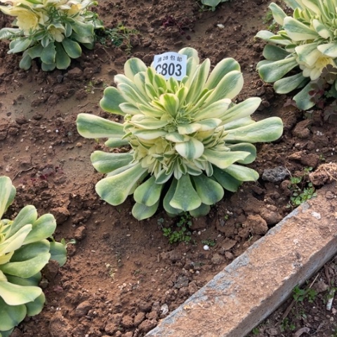 803辛尼亚不包断枝