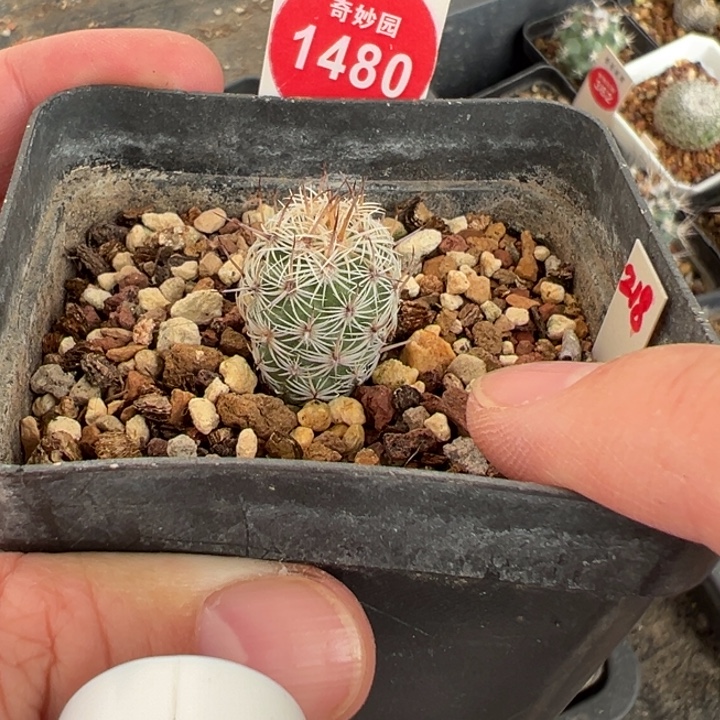 实生带中刺滕荣丸1.6cm