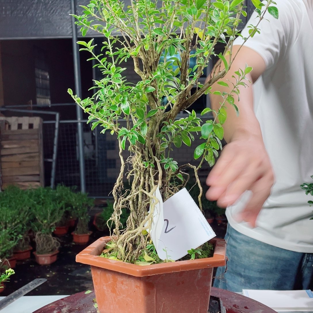 当前无花栽培后可以开花9852六月雪