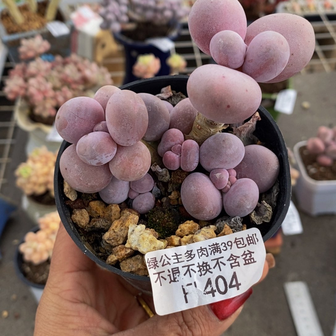 芭比奶酪404/7c m