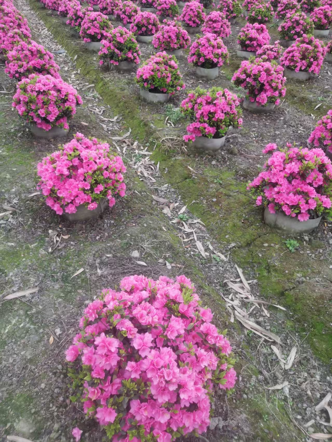 春娟粉蜡皮，红蜡皮，毛娟，火烈鸟杜鹃花没花苞