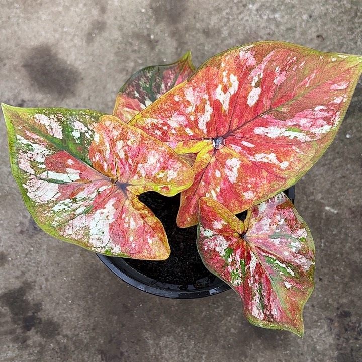 6-1223镀金石广东现货