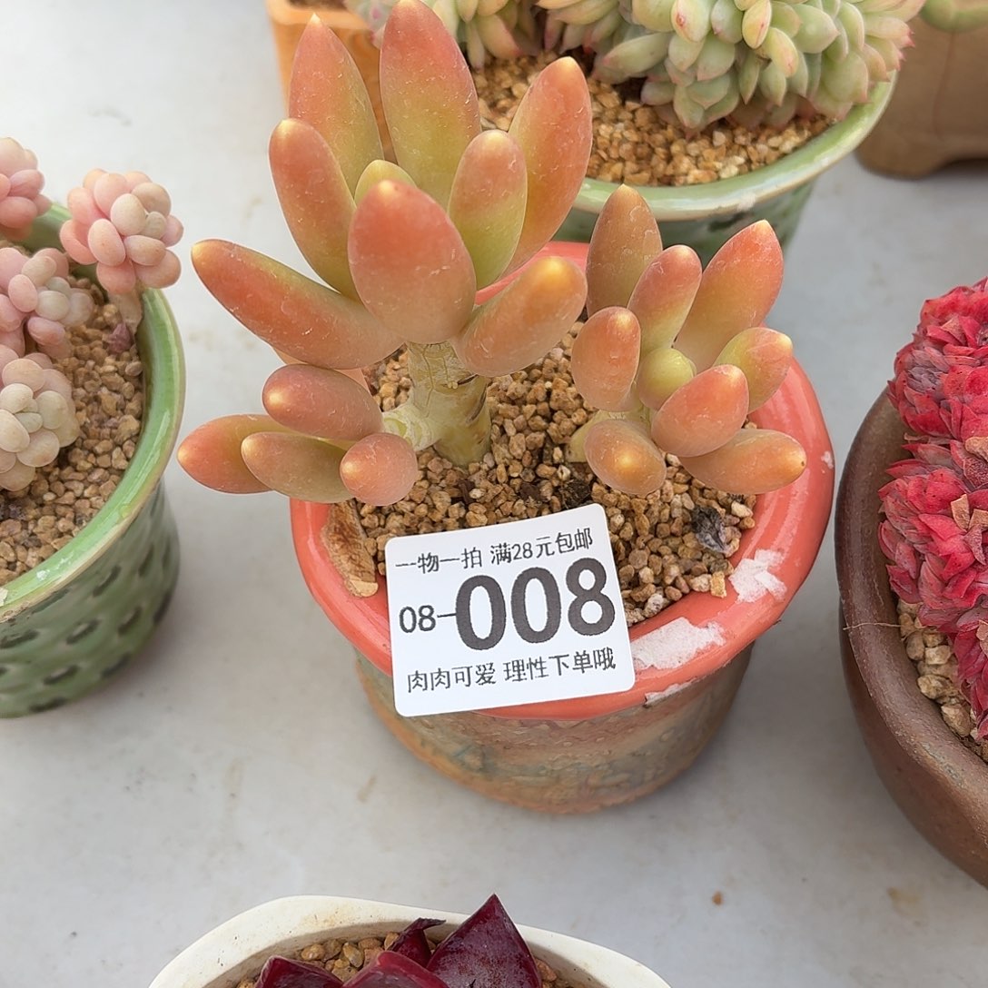 金蝉无盆土发货无