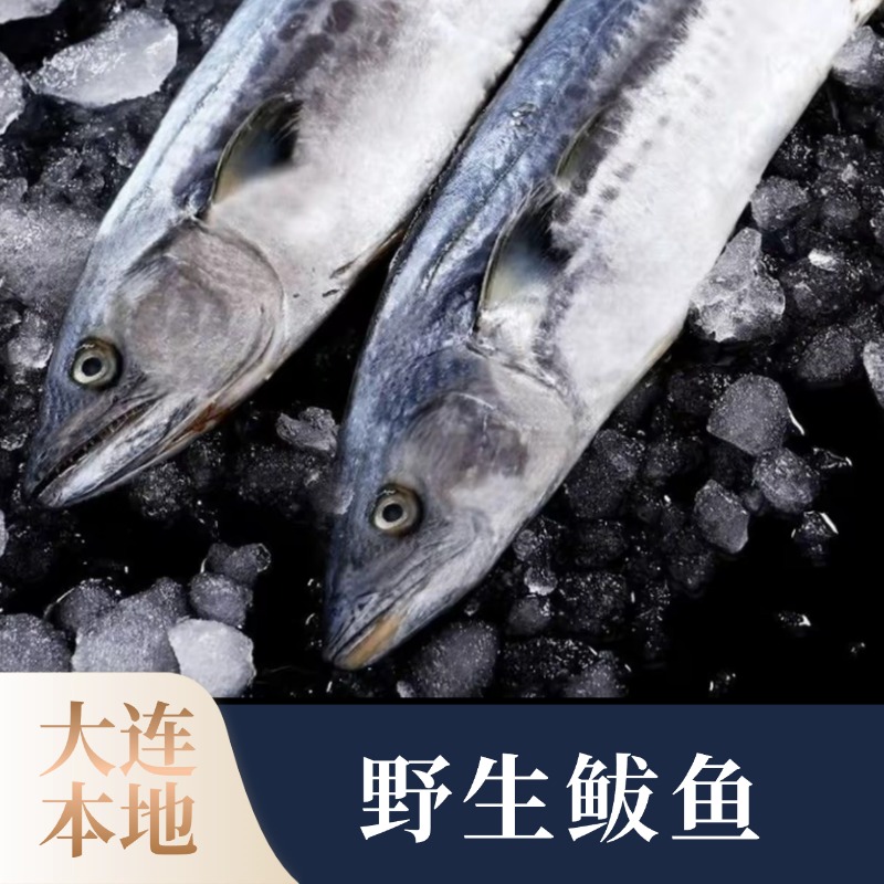 【大连本地】野生鲅鱼