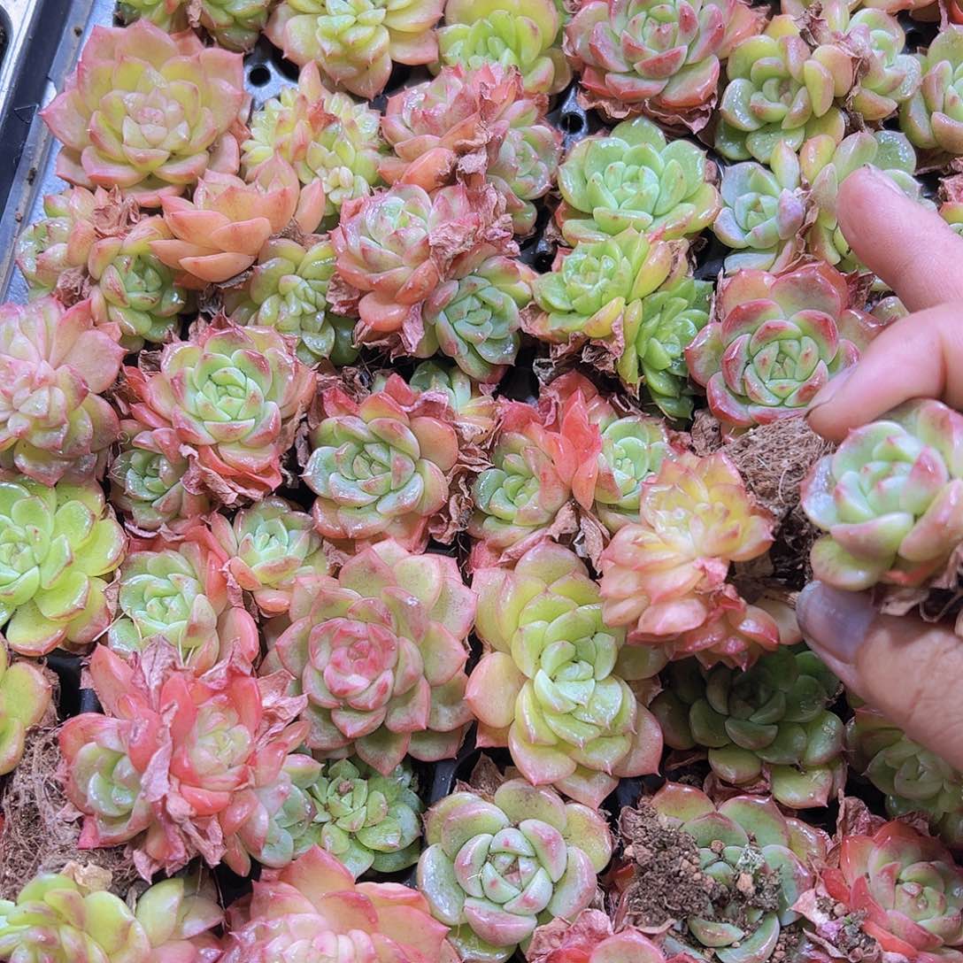 274珍妮福利5个19包邮