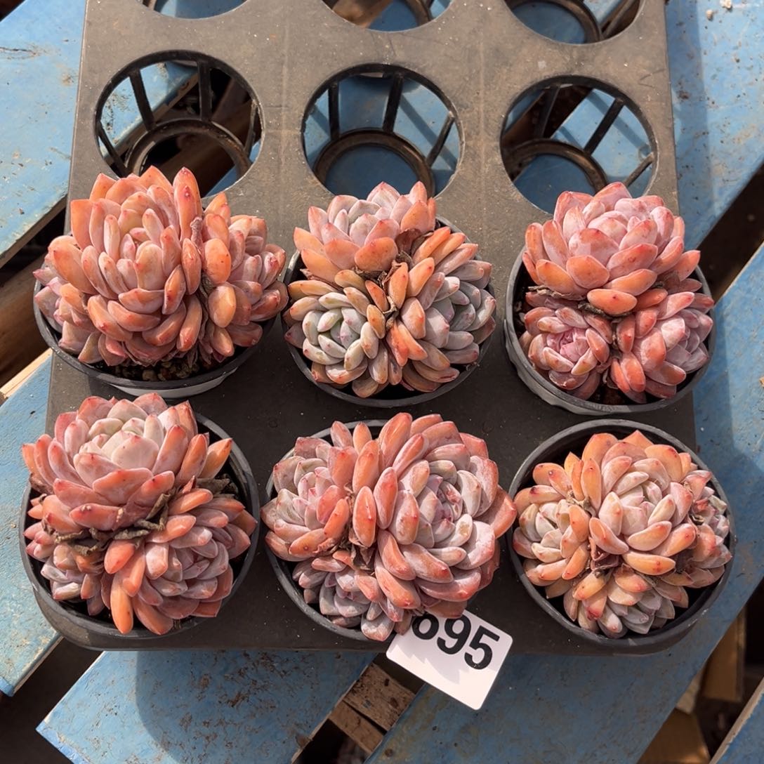 带盆发  695号新疆西藏内蒙古不包邮