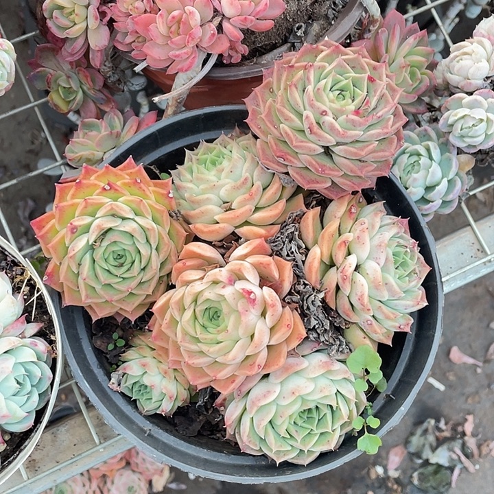 两***仔杂交多肉植物群生