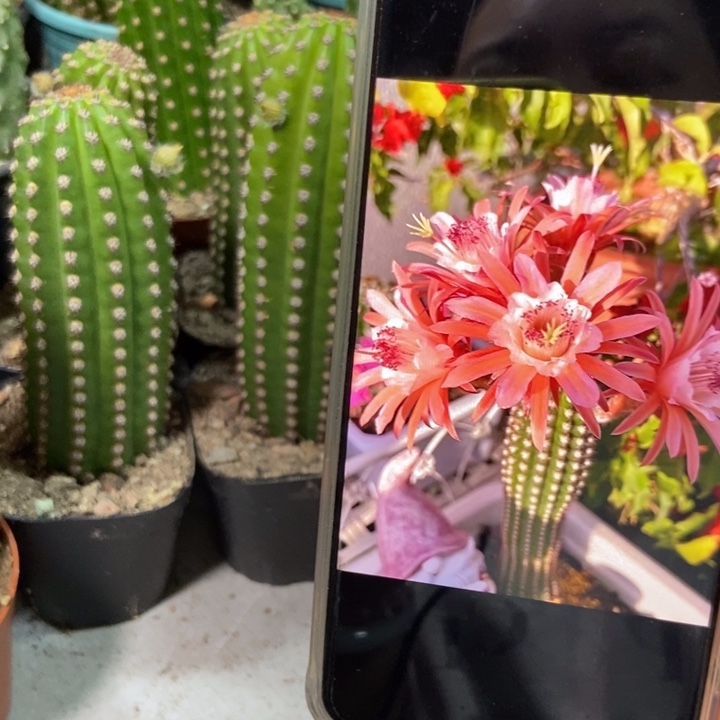 仙人球金一自根带花苞一个