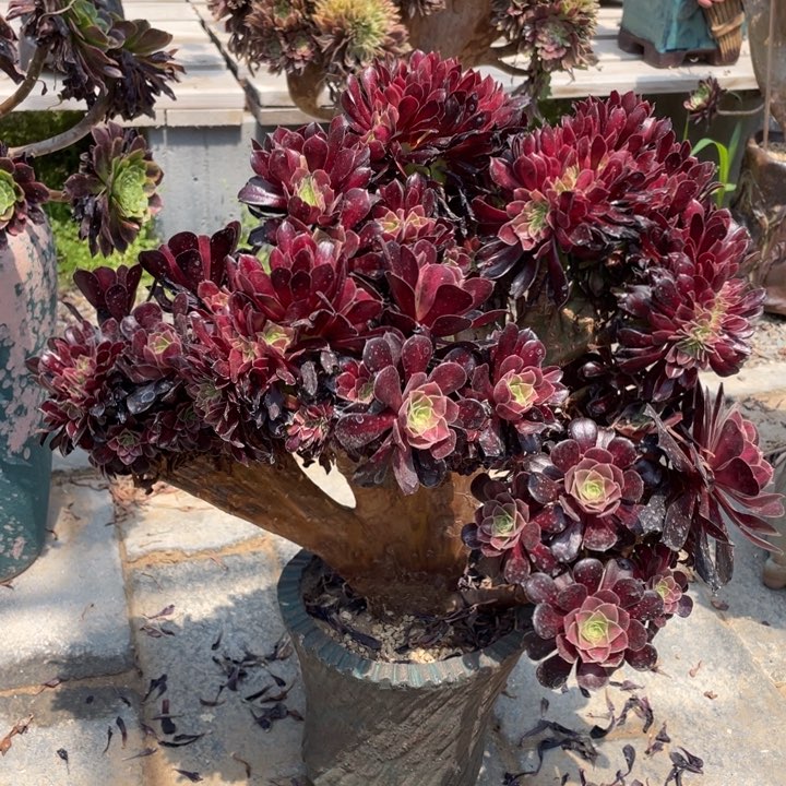 法师老桩缀化花娜
