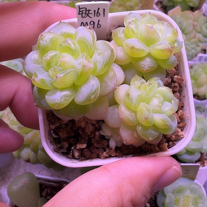 铁锤161五厘米盆一物一拍