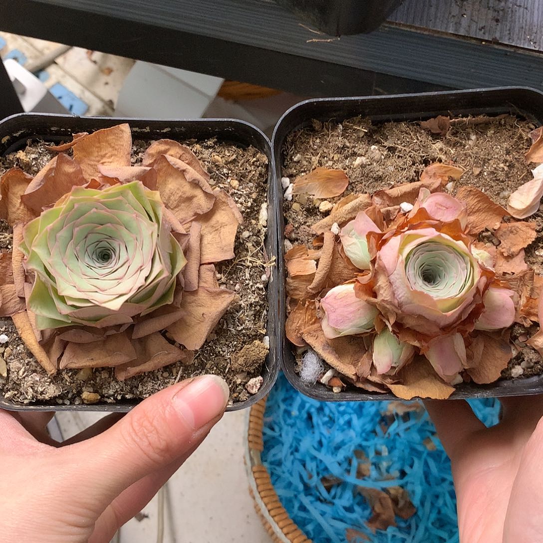 小***宝一物一拍打包福利888