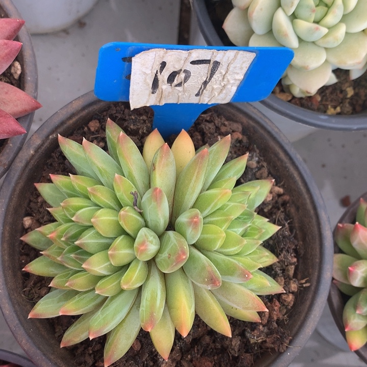 duroixuehieu22762727373