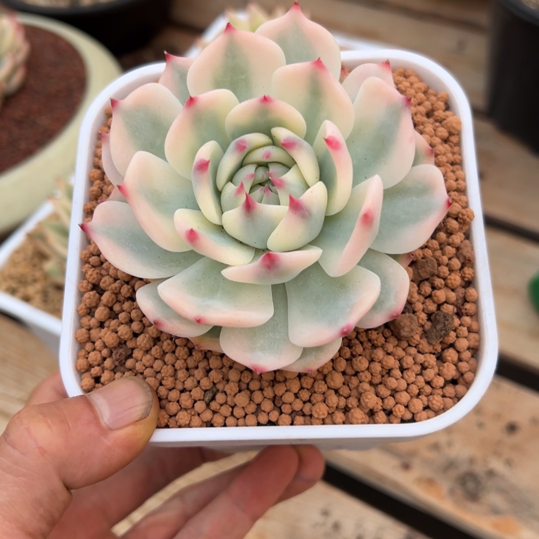 淘多内肉吉娃娃宪宽锦一个