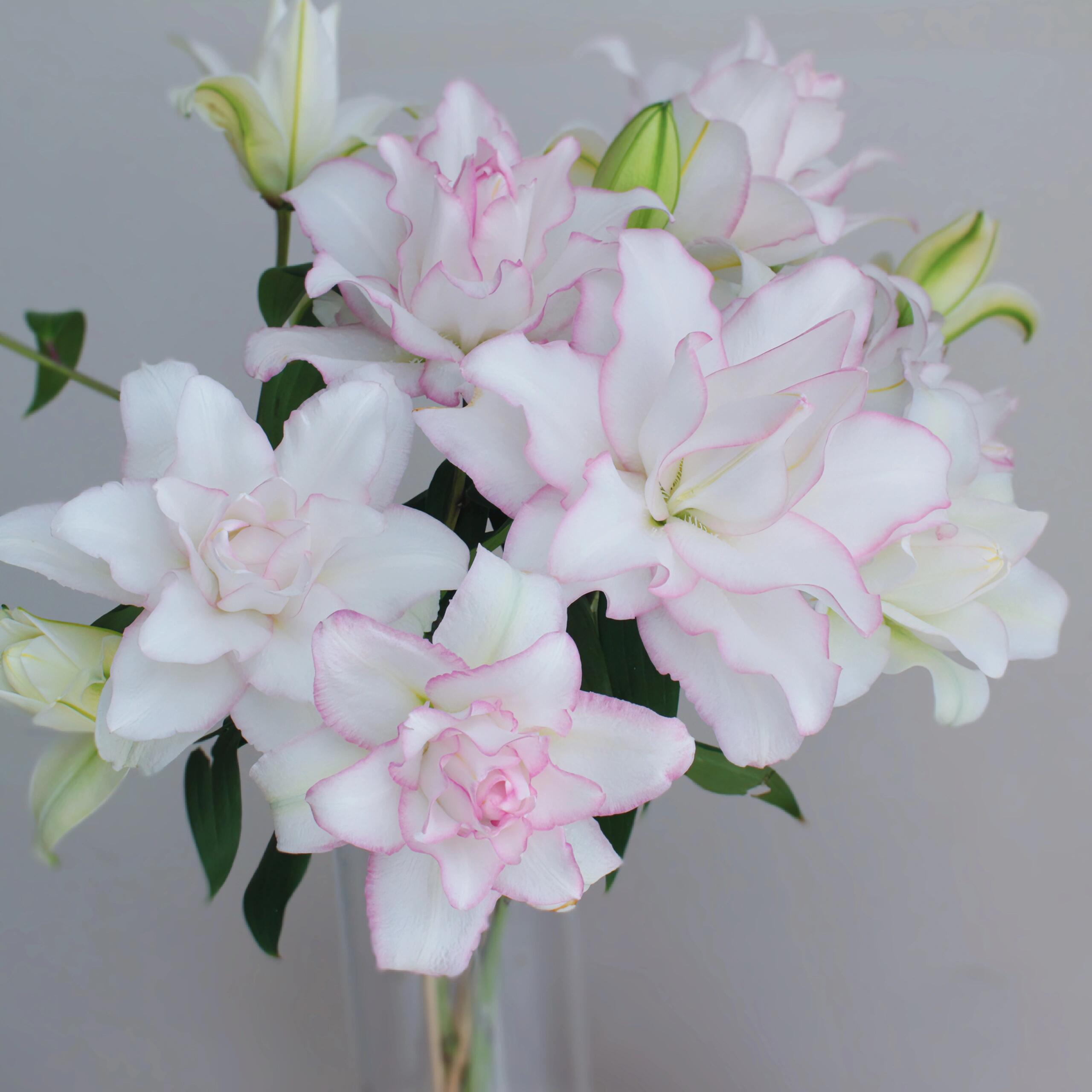 【冰美人】南美球12/14白粉色重瓣玫瑰香水百合种球耐寒耐高温好养