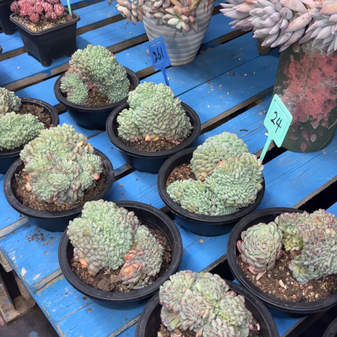 小雨多肉一物一拍白胖子缀化