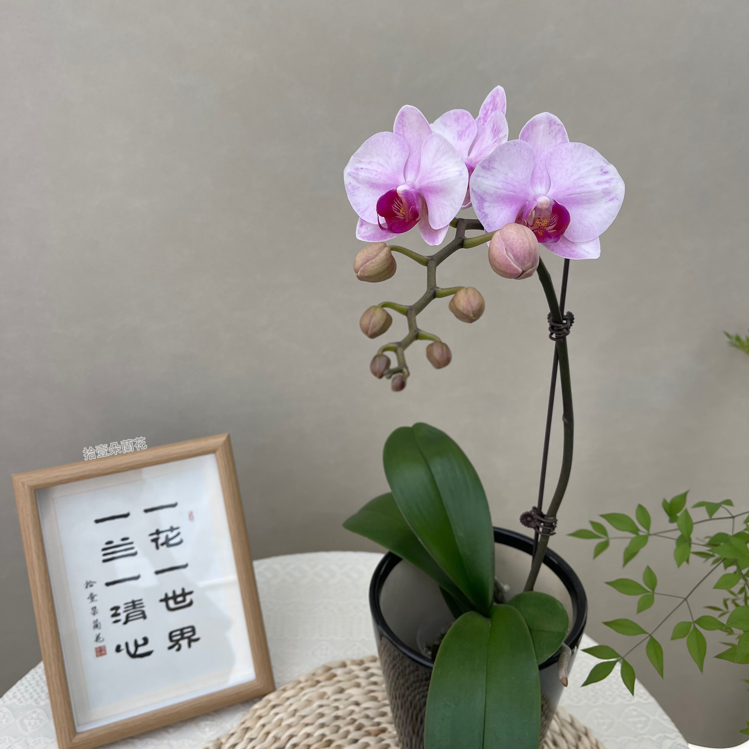 蝴蝶兰【杭州美女】3寸开花株