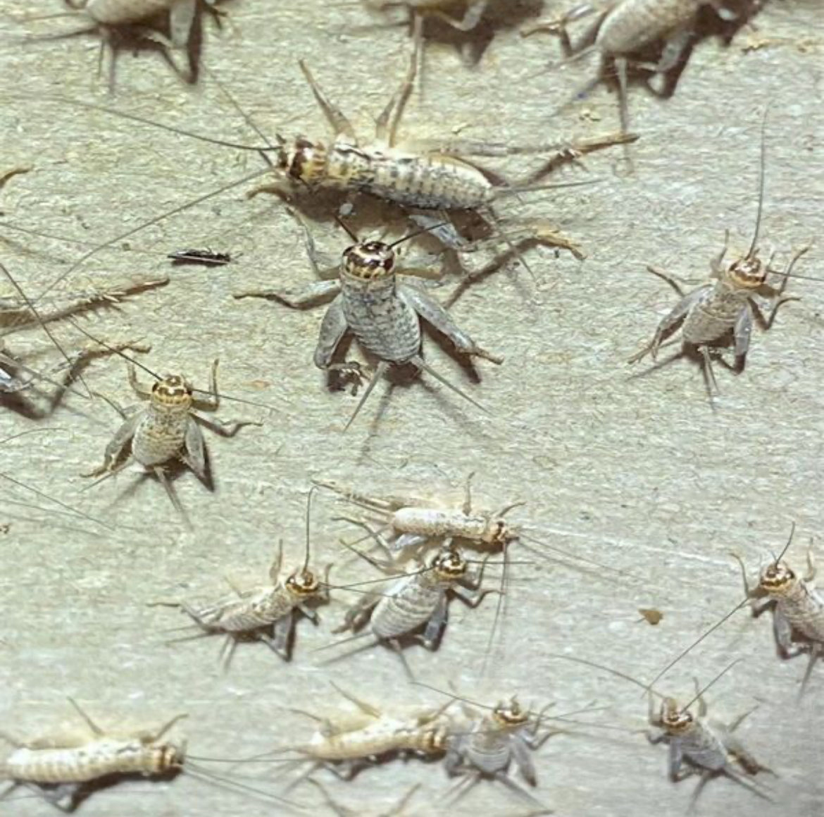 高级精品仿秋大翅秧子