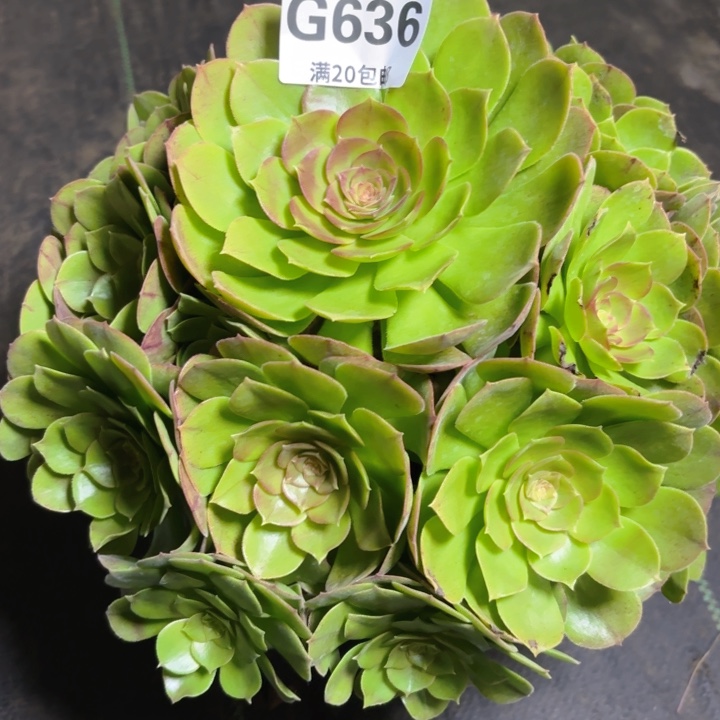 瑞妈多肉1.29.636