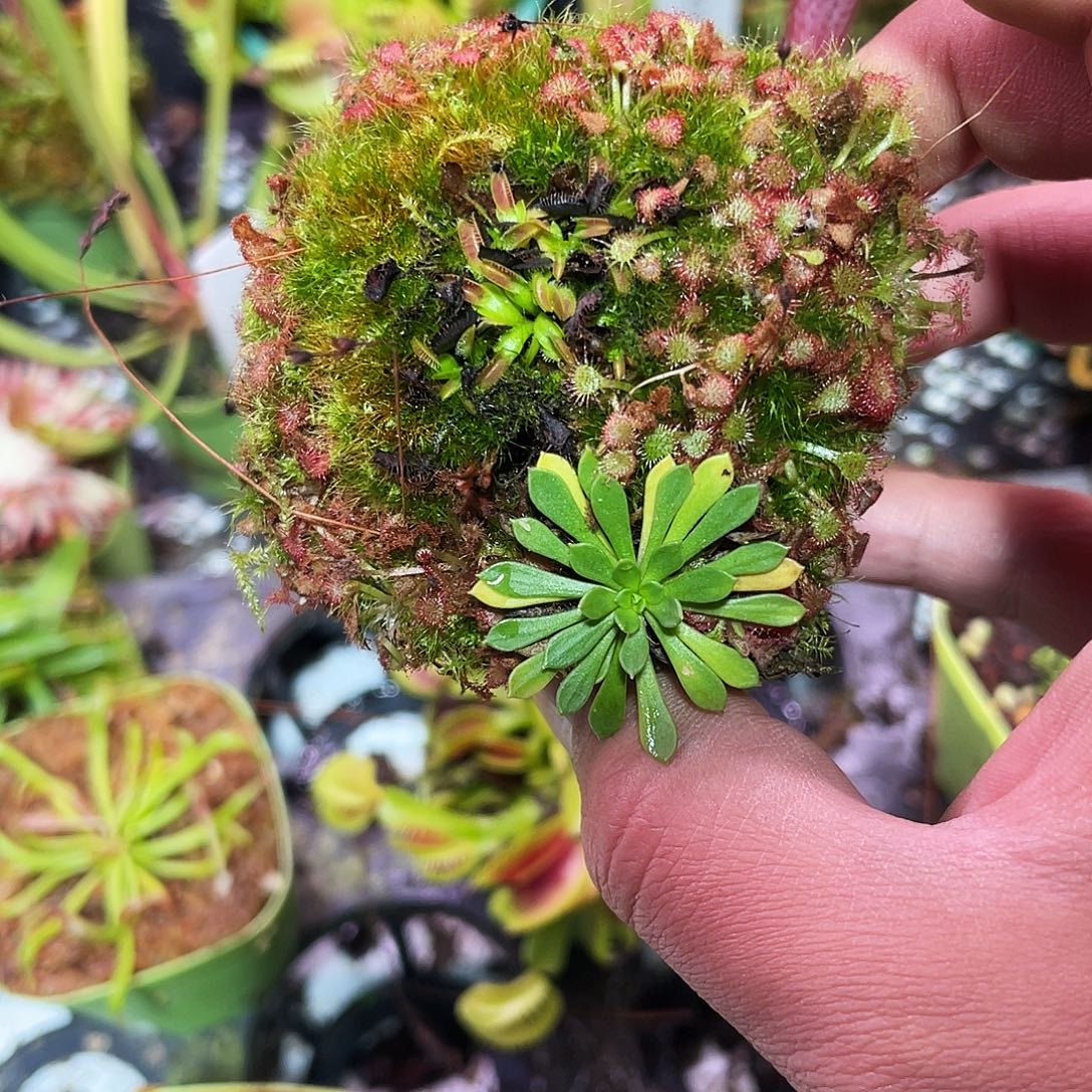 完全开放混合茅膏菜花猪草