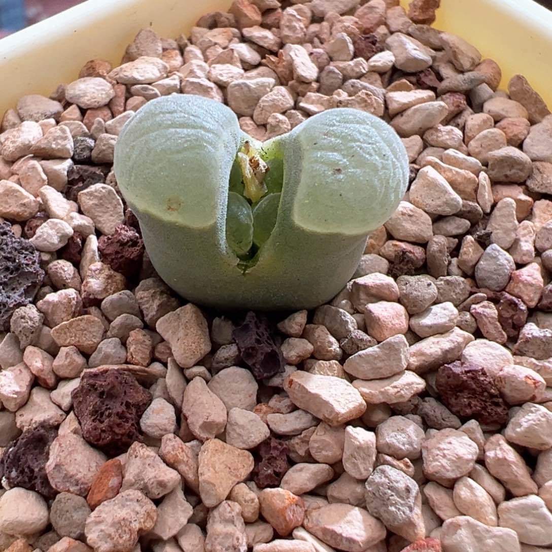 837优选2151四年半单头母本