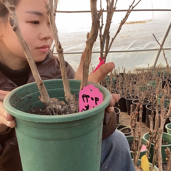 完全开放洋**热芳季