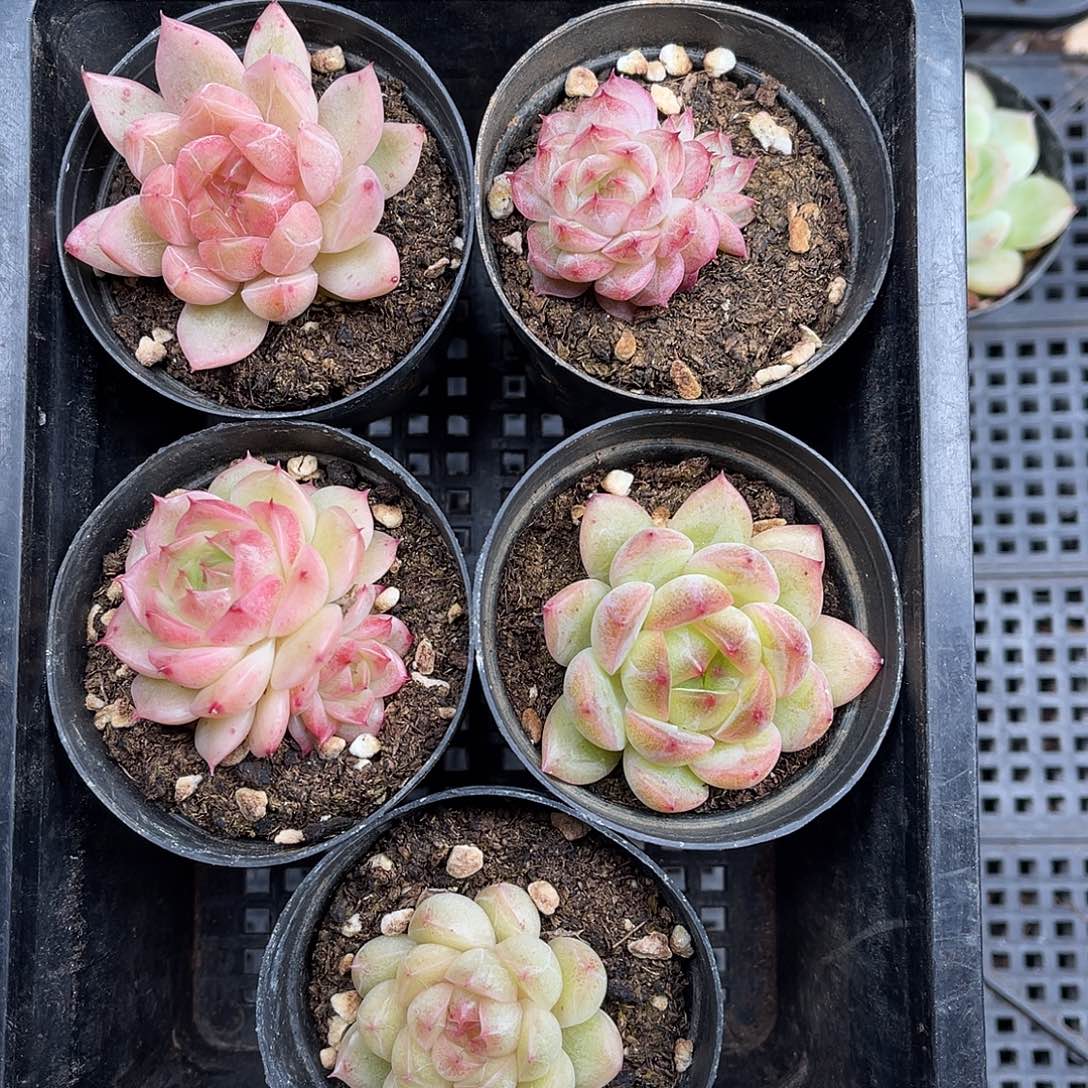 多肉一物一拍3-98