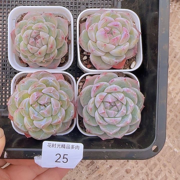 花时光精品多肉25