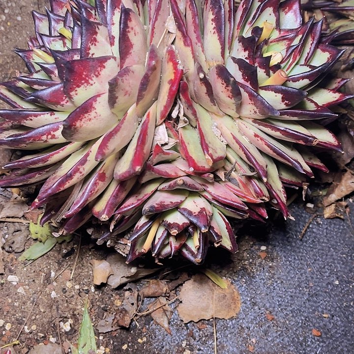 对****诺1物1拍乌木88。   