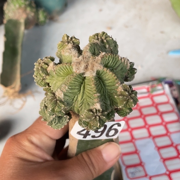 496号三角嫁接老花龙群生一颗仙人球