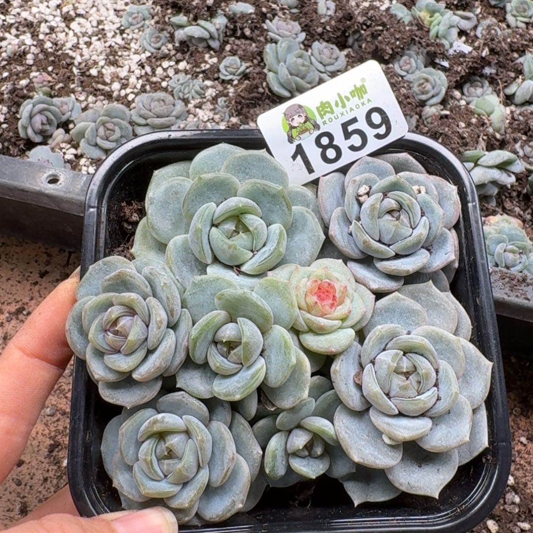 今***丶多肉植物多肉植物