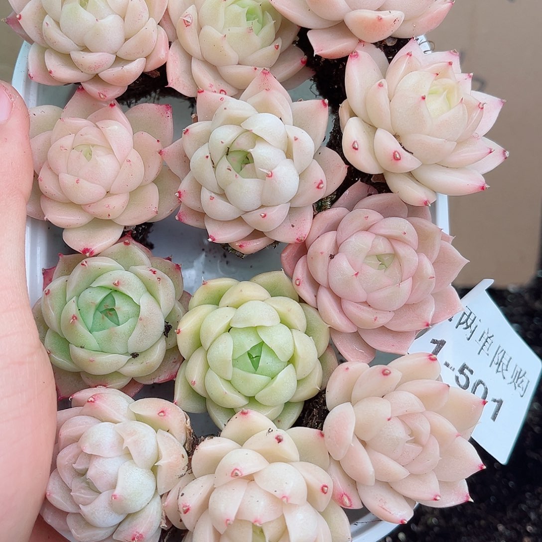 1-501 新疆西藏内蒙不发 12.8包邮2-3公分多肉