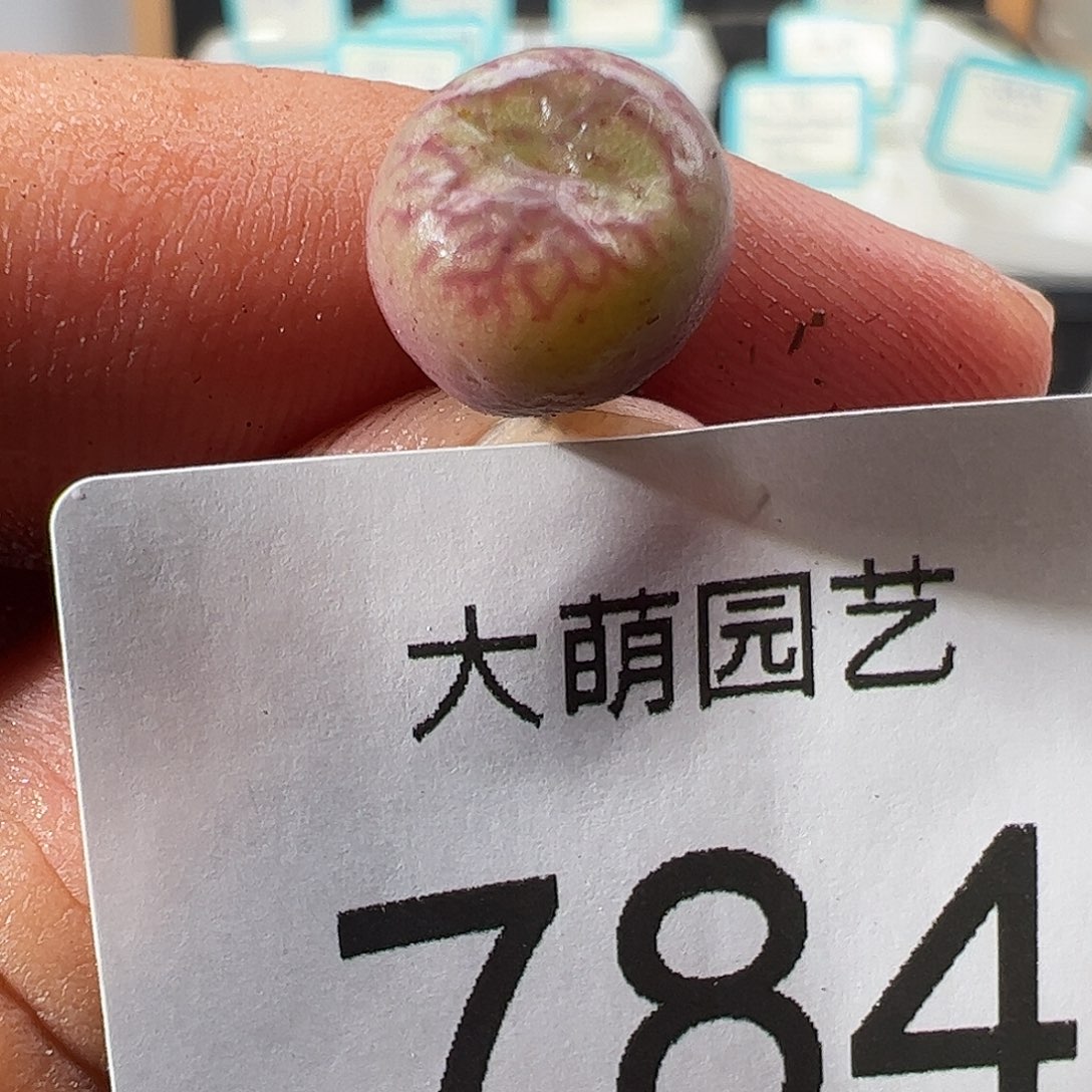 0000784 一物一拍……