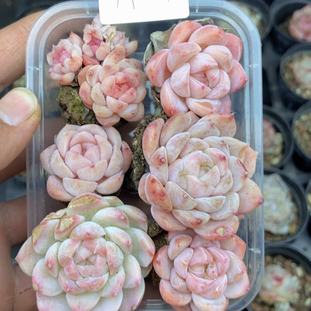 春泥家框拍链接A29