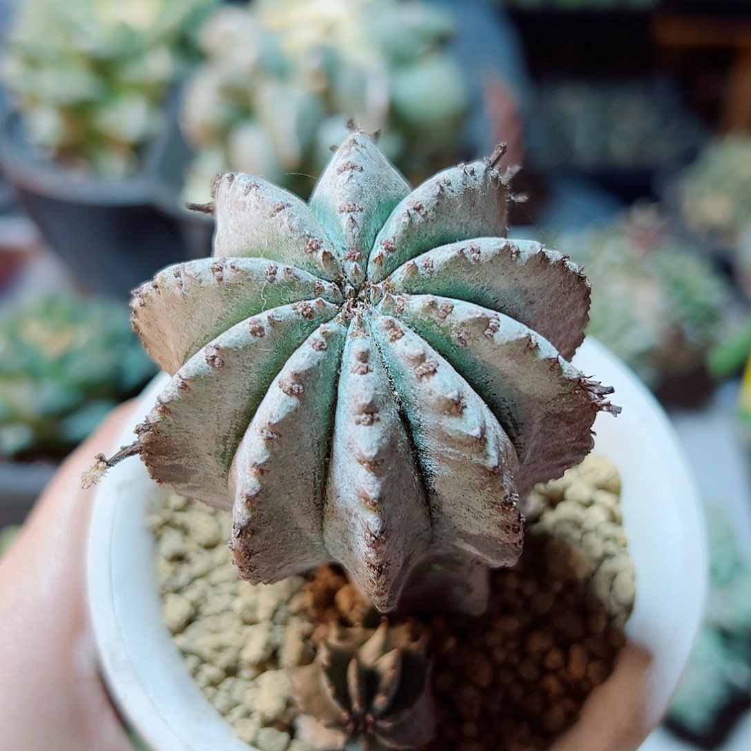 晚12号实生白衣魁伟玉5.8公分