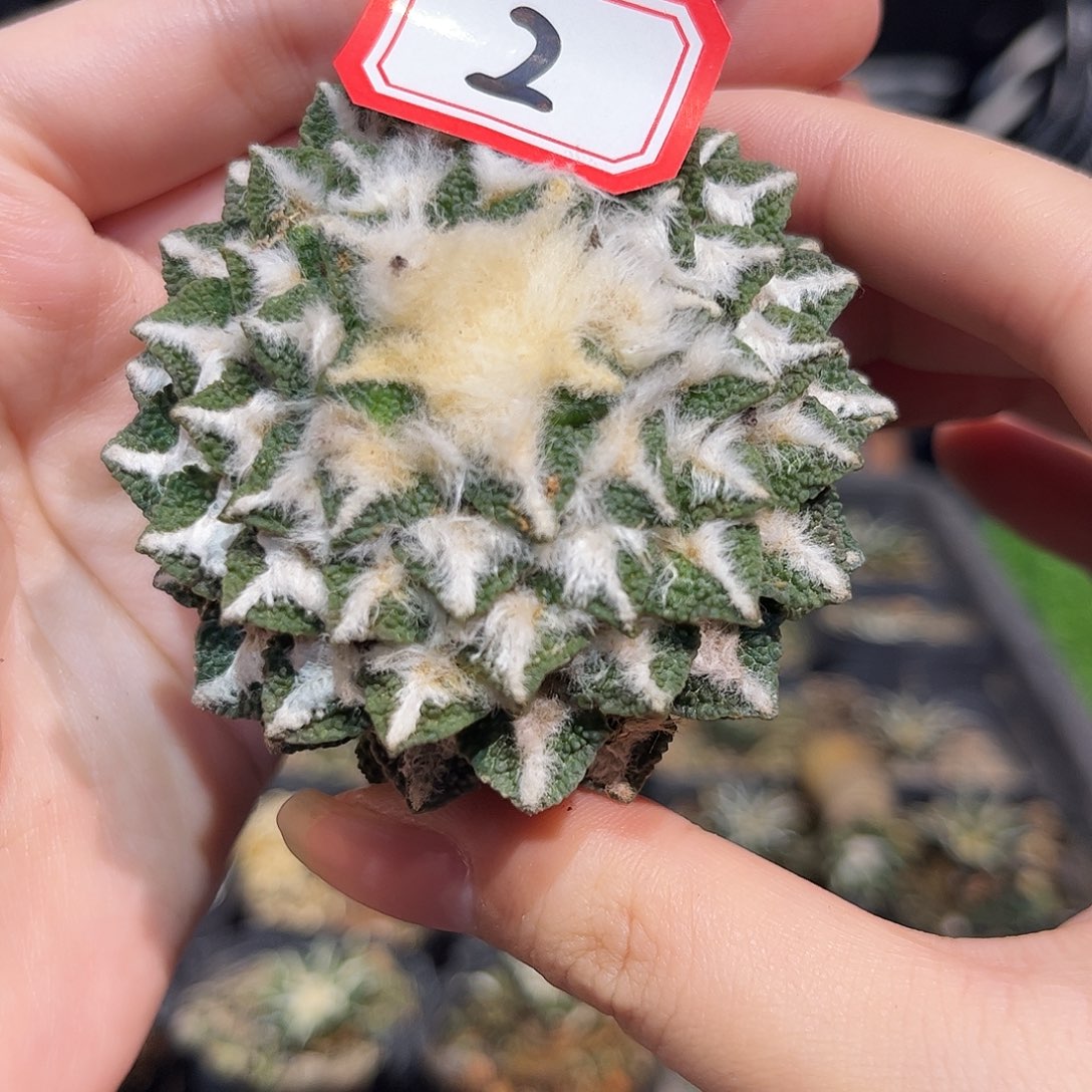 2号6.5cm自根螺旋黑牡丹萝卜根