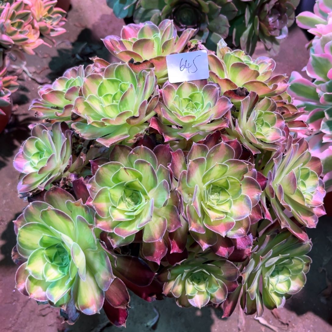 多肉植物韶华654