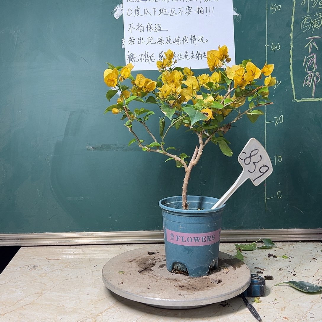 完全开放柠檬黄 839