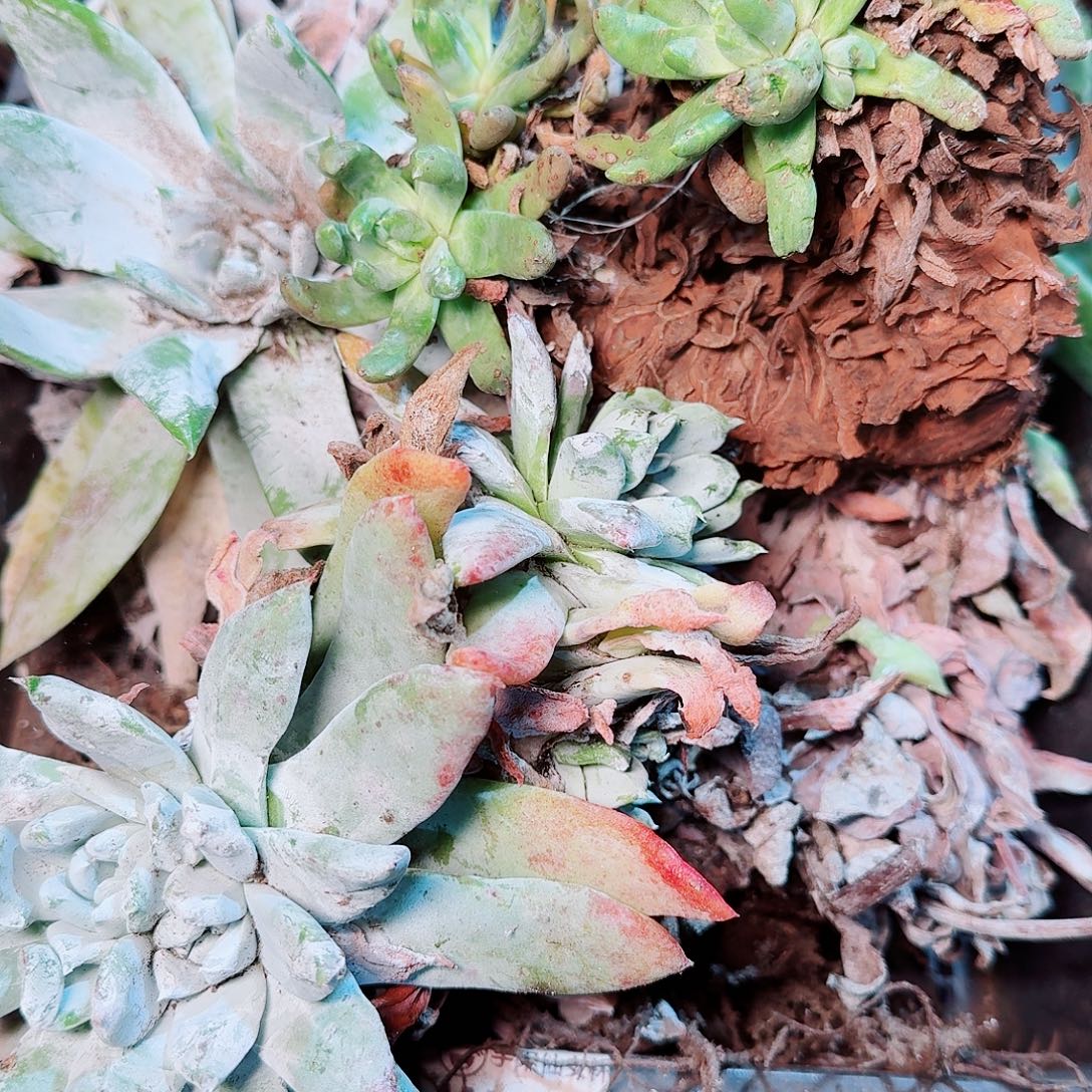 9184瑕疵框拍不售后