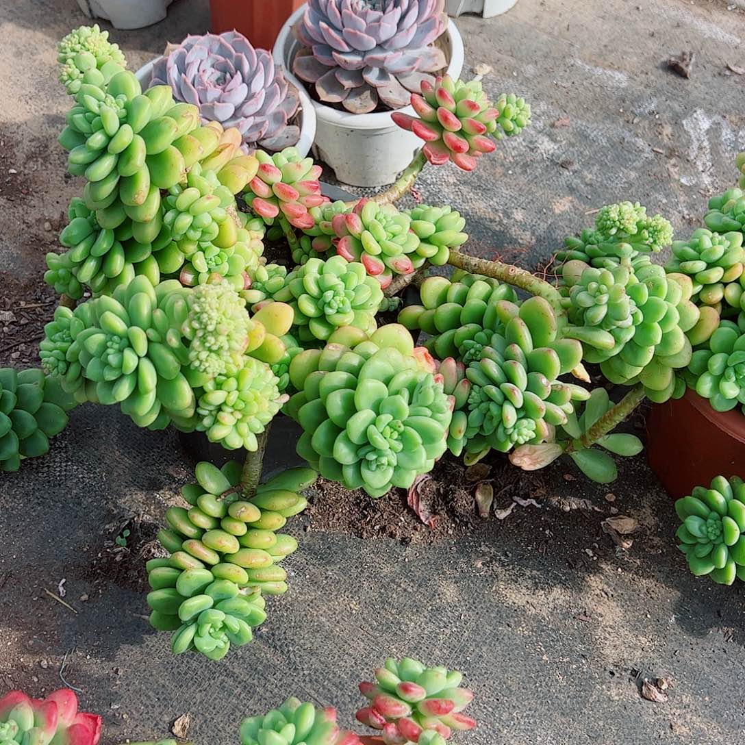 香格里拉超级大多头群生老桩
