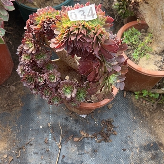 平***福一颗多肉法师植物 034